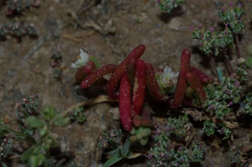 Slender Iceplant