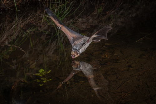 Northern Hoary Bat photographed in New Mexico