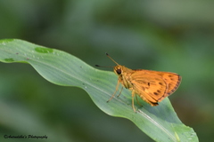 Oriens goloides
