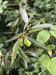 Salix