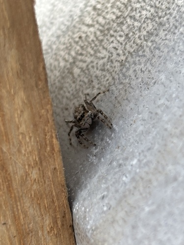Gray Wall Jumping Spider