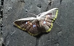 Tricentra quadrigata