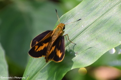 Oriens goloides