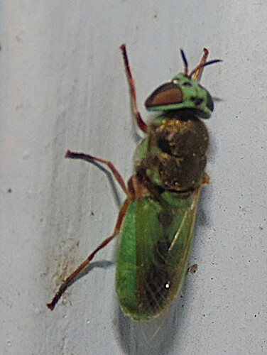 Odontomyia discolorata