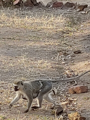 Chlorocebus pygerythrus hilgerti