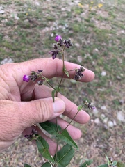 Mirabilis melanotricha
