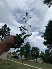 Mirabilis melanotricha
