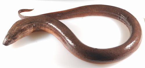 Cuchia (Monopterus cuchia) — Synbranchidae — 2