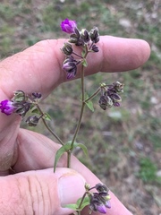 Mirabilis melanotricha