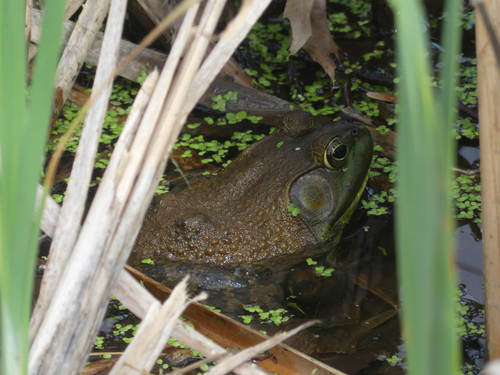 American Bullfrog