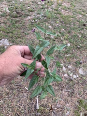 Mirabilis melanotricha