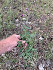 Mirabilis melanotricha