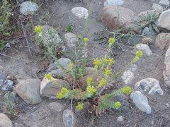 Euphorbia barrelieri