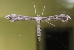 Hellinsia inquinatus