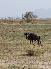 Connochaetes taurinus mearnsi