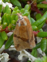 Clepsis moeschleriana