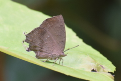 Surendra quercetorum