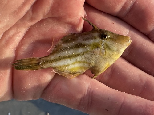 Blackstriped filefish (Paramonacanthus pusillus) — Monacanthidae — 2
