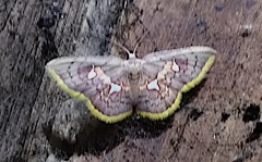 Tricentra quadrigata