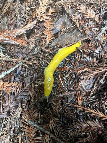 Slender Banana Slug, Heller Dr, Santa Cruz, CA, US, photo 7 of 10