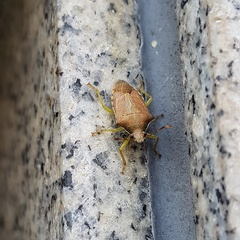 Supputius cincticeps