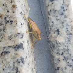 Supputius cincticeps