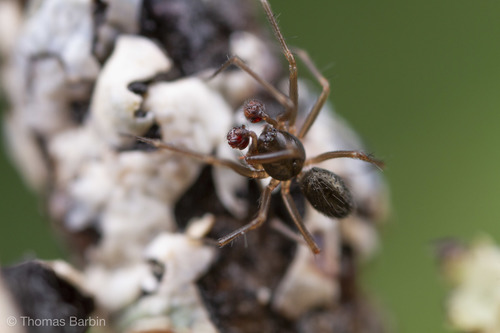Emerton's Embolic Spider