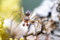 Tenuiphantes zibus