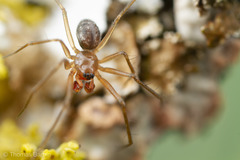 Tenuiphantes zibus