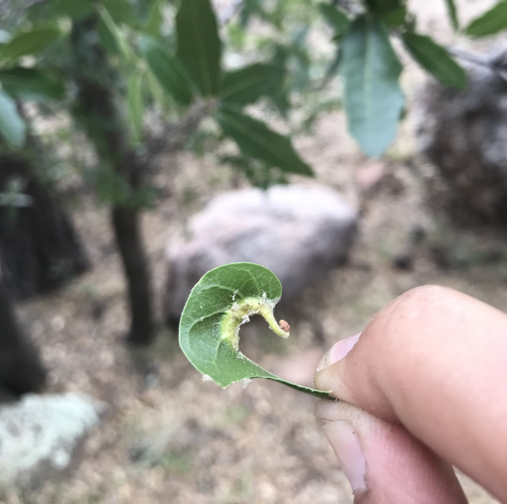 Melikaiella lupana