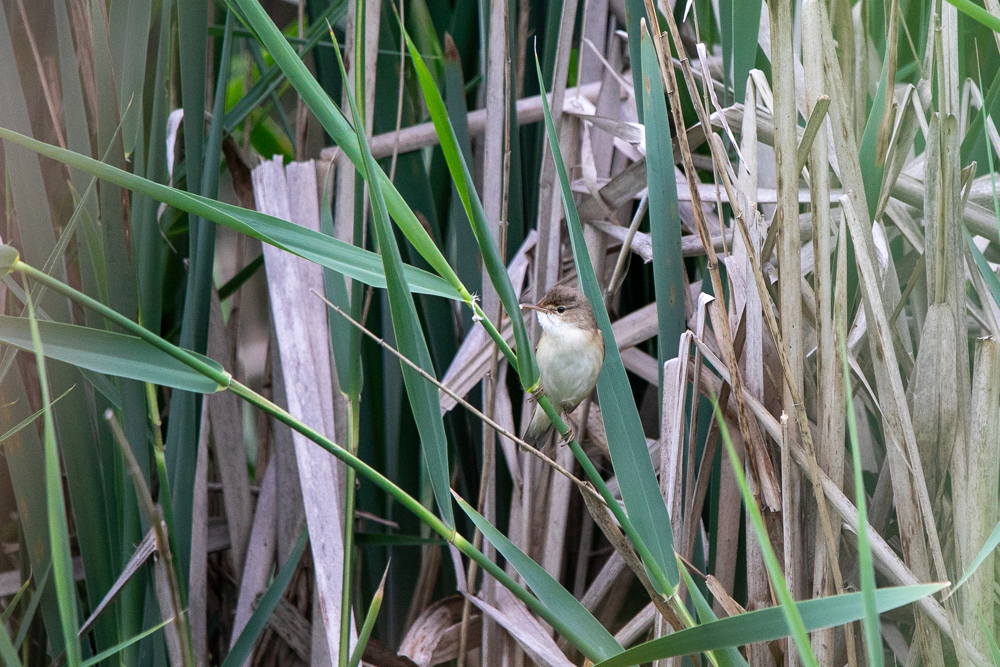 Common Reed Warbler