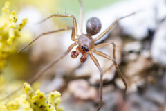 Tenuiphantes zibus