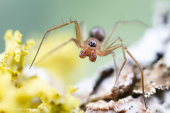 Tenuiphantes zibus