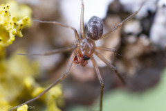 Tenuiphantes zibus