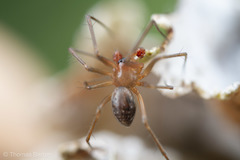 Tenuiphantes zibus