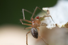 Tenuiphantes zibus