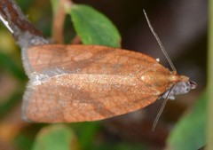 Clepsis moeschleriana