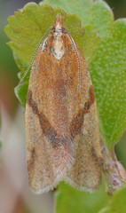 Clepsis moeschleriana