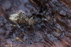 Pteroxanium kelloggi