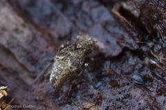 Pteroxanium kelloggi