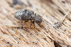 Pteroxanium kelloggi