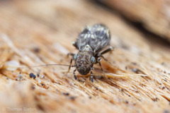 Pteroxanium kelloggi