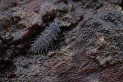 Morulodes serratus