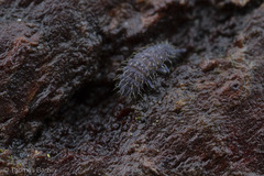 Morulodes serratus