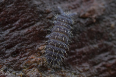 Morulodes serratus
