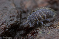 Morulodes serratus