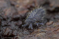 Morulodes serratus