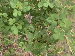 Rosa stellata