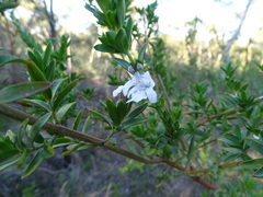 Prostanthera behriana