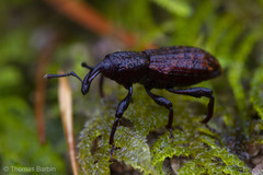 Steremnius carinatus